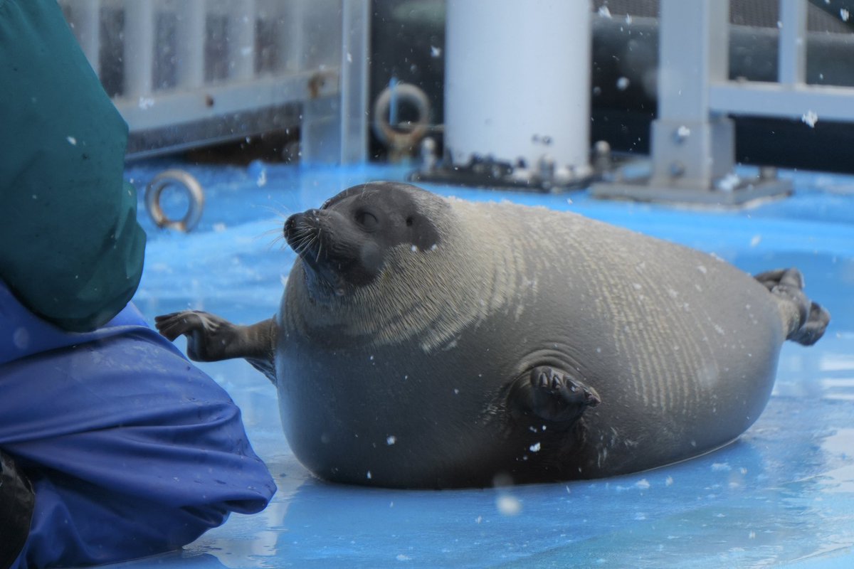 アンガジャンガ🦭 tweet media