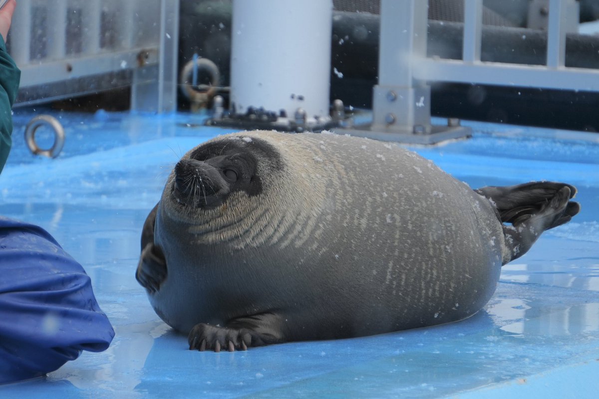 アンガジャンガ🦭 tweet media