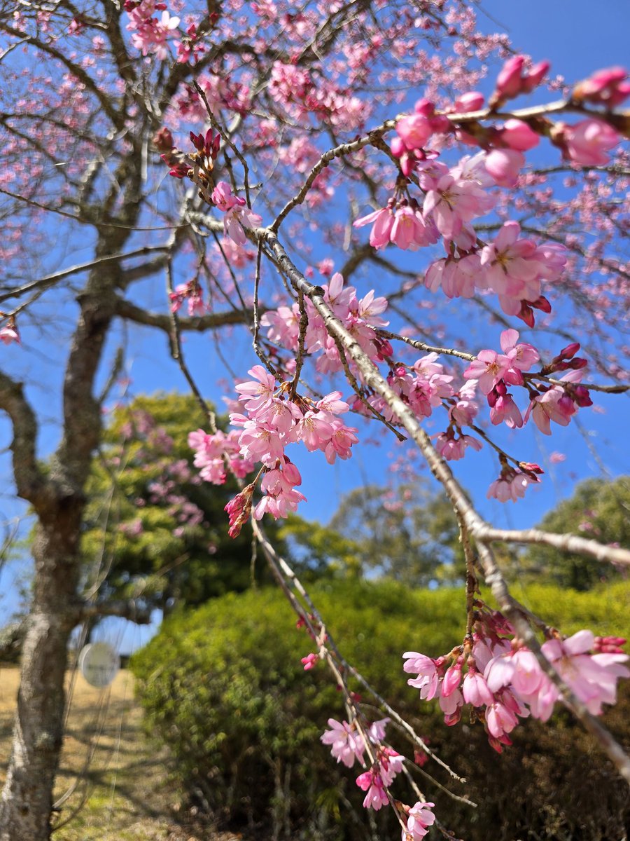 katattsu1's tweet photo. 愛媛ゴルフ倶楽部へ！🌸
しだれ桜？が咲いていて綺麗でした🌸
ティーショットOBなし🌸 https://t.co/9Cy9crFwBy