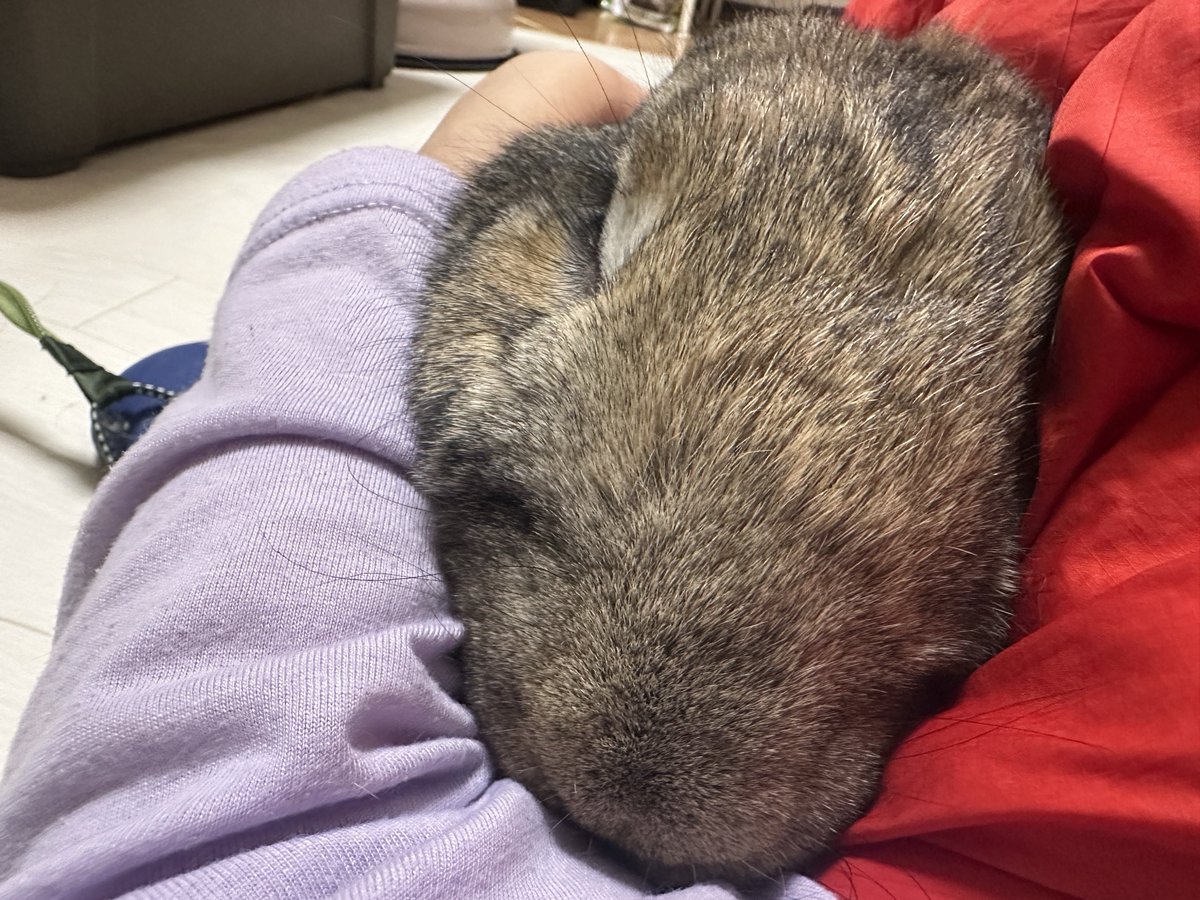 でかうさでかお@ウサギスキー🐇 tweet media