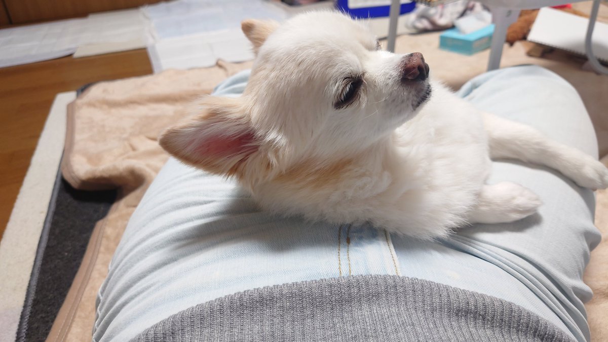 fiat500pink's tweet photo. もし犬がいない生活だったら

毎月約5万の出費もなく
もっと貯金や投資ができたかも

毎日の散歩、ごはん、トイレなど
お世話の手間もなく
体調不良に神経擦り減ることもなく

自由な時間も
旅行に行く余裕もあったかもしれない

でも、犬がいない生活を想像すると
不自由でも今がいいやって思うんだ https://t.co/5kQBIOaMe2