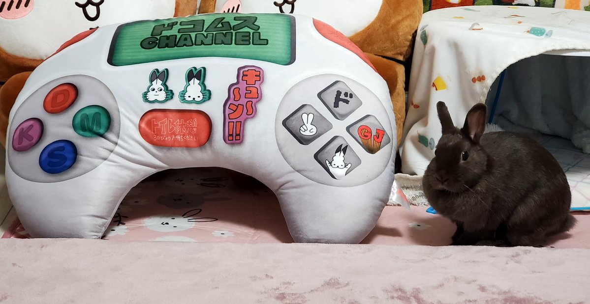 しじみ(🐇はあずきです) tweet media