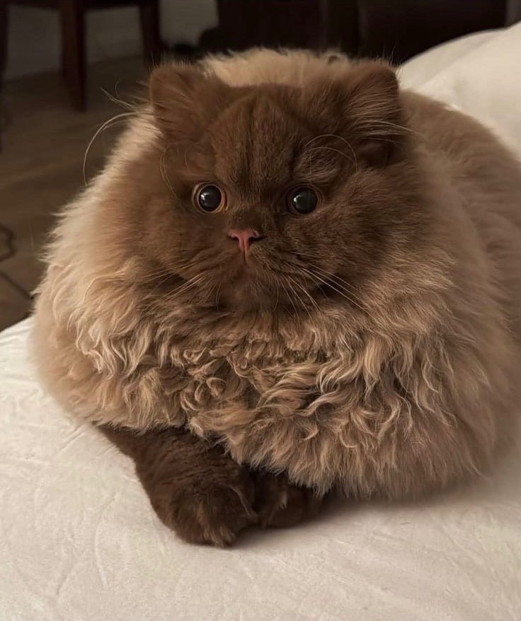 Natallia_Planet tweet media