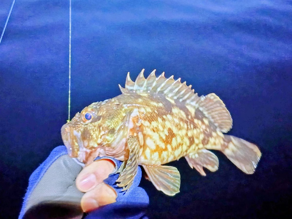 baitfiness's tweet photo. 市販品に頼らない大人の贅沢。自作ジグヘッド＆自作ワーム。UDグラス採用のUMG762が「わがままリグ」に命を吹き込む。1.2gの極小ダートを吸わせる感覚は官能的。
その先にいたのは尺上のタケノコメバル！
#UMG762 #UDグラス #自作の沼 https://t.co/dJdouRrOvG