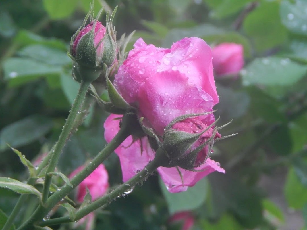 Mayko Ks. 🌞📸🇬🇪🇺🇦🇪🇺 tweet media