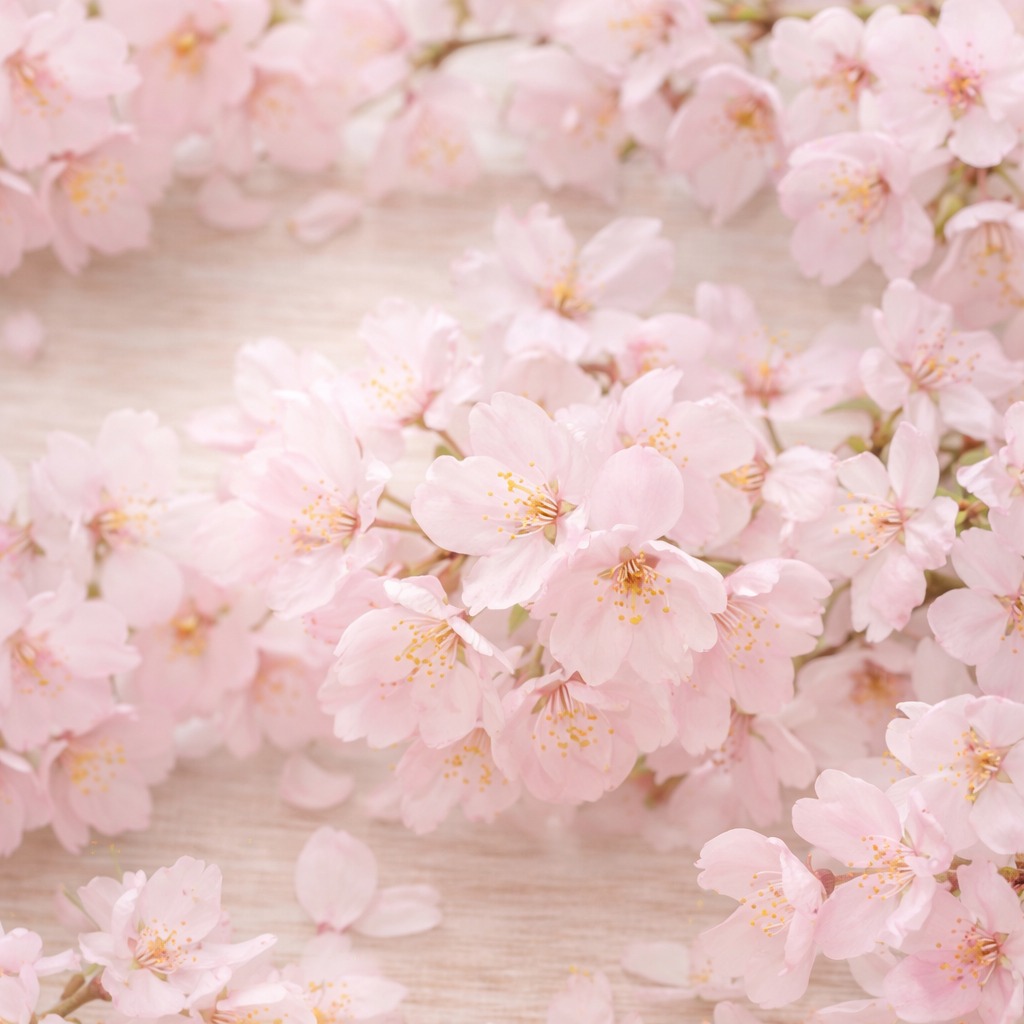 🌸新しい季節に、ちょっとときめきを🌸

4月がスタートしました✨
遊び心のあるモチーフで、身につけるだけで気分が少し明るくなるアイテムたち☺️

春の装いに、そっと彩りを添えるアクセサリーはいかがですか？
つややかな質感と、光を受けてやさしくきらめく表情が魅力です✨