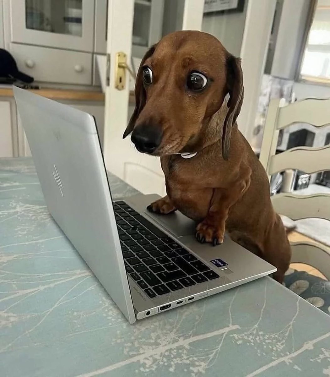 DEER | Anya tweet media