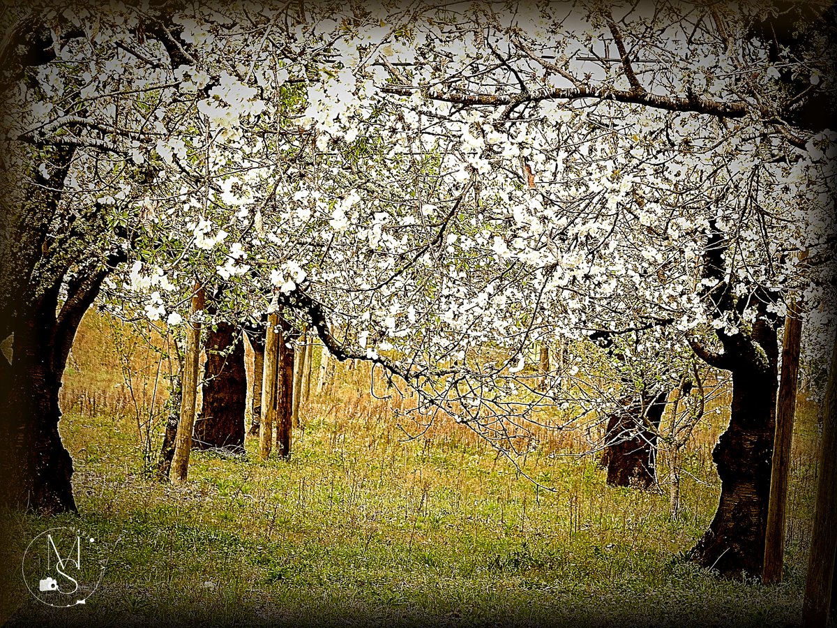 Mário Silva - Fotografia & Pintura tweet media