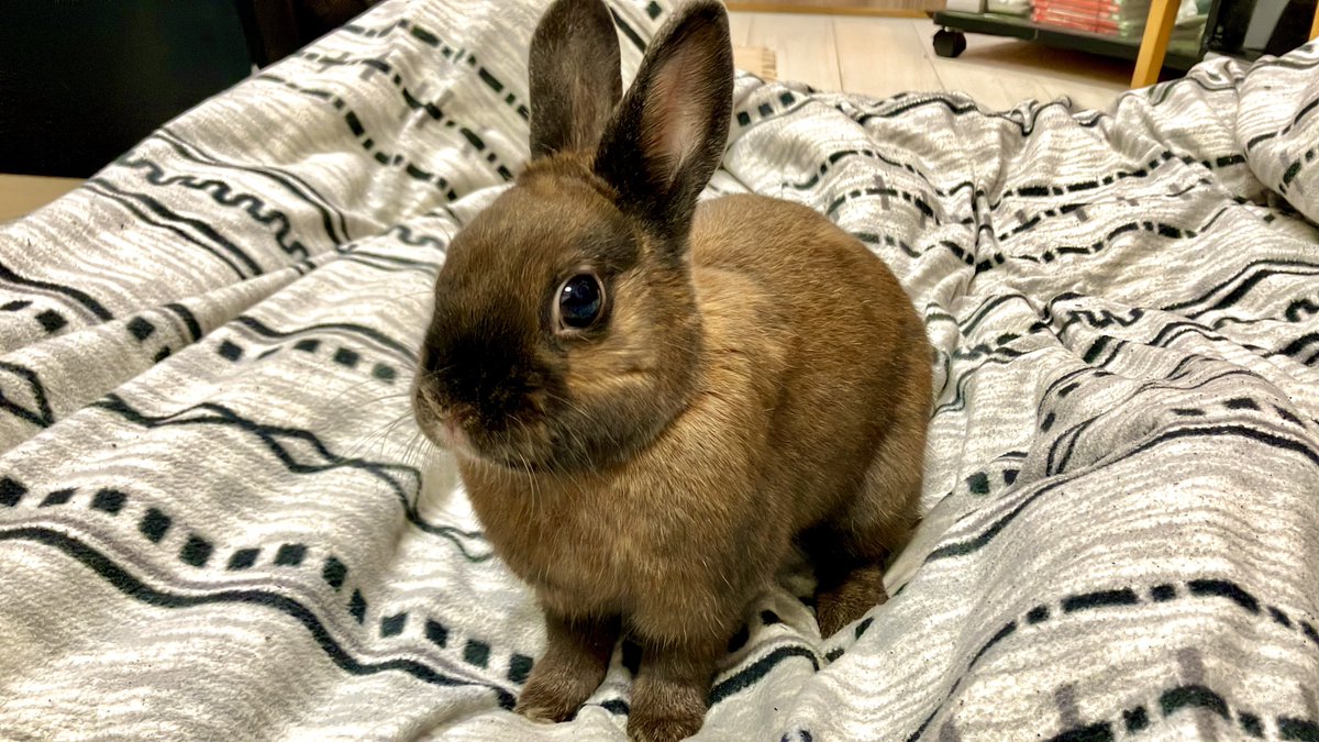 Ninonimo tweet media