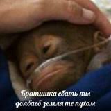 ꑭ | ✝️🌳🔥| 🌸 Punished Teto Manul (@manultetoazov) on Twitter photo 