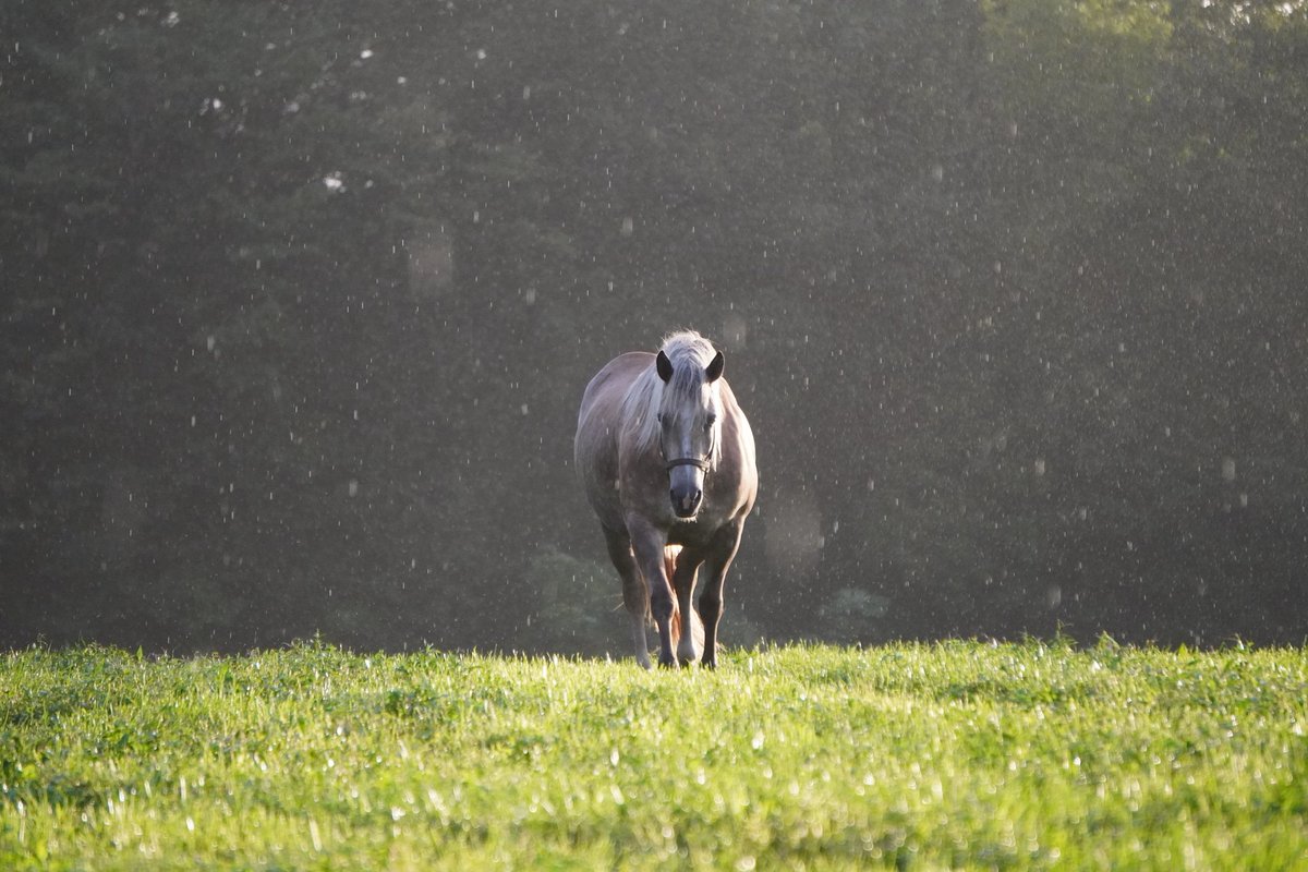 馬きち tweet media