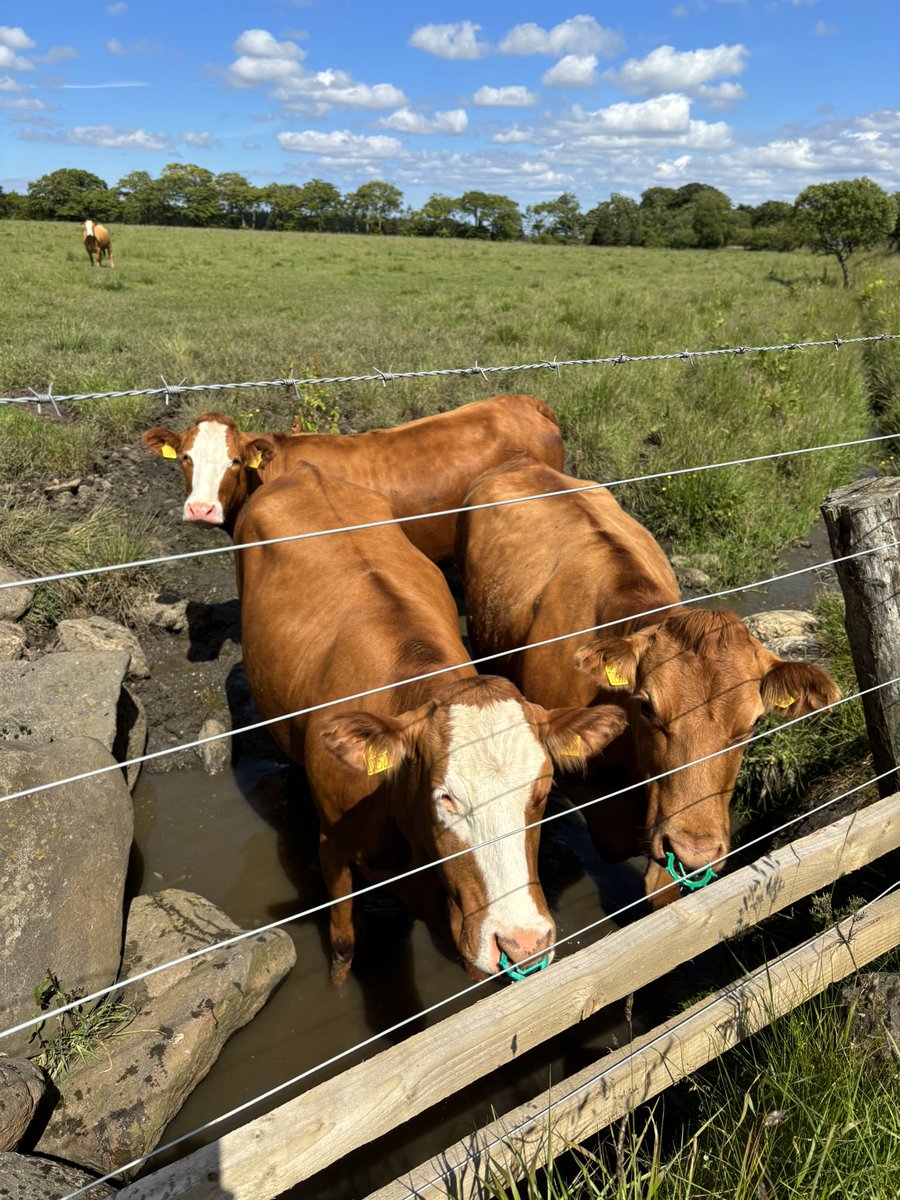 LadyBOSS tweet media