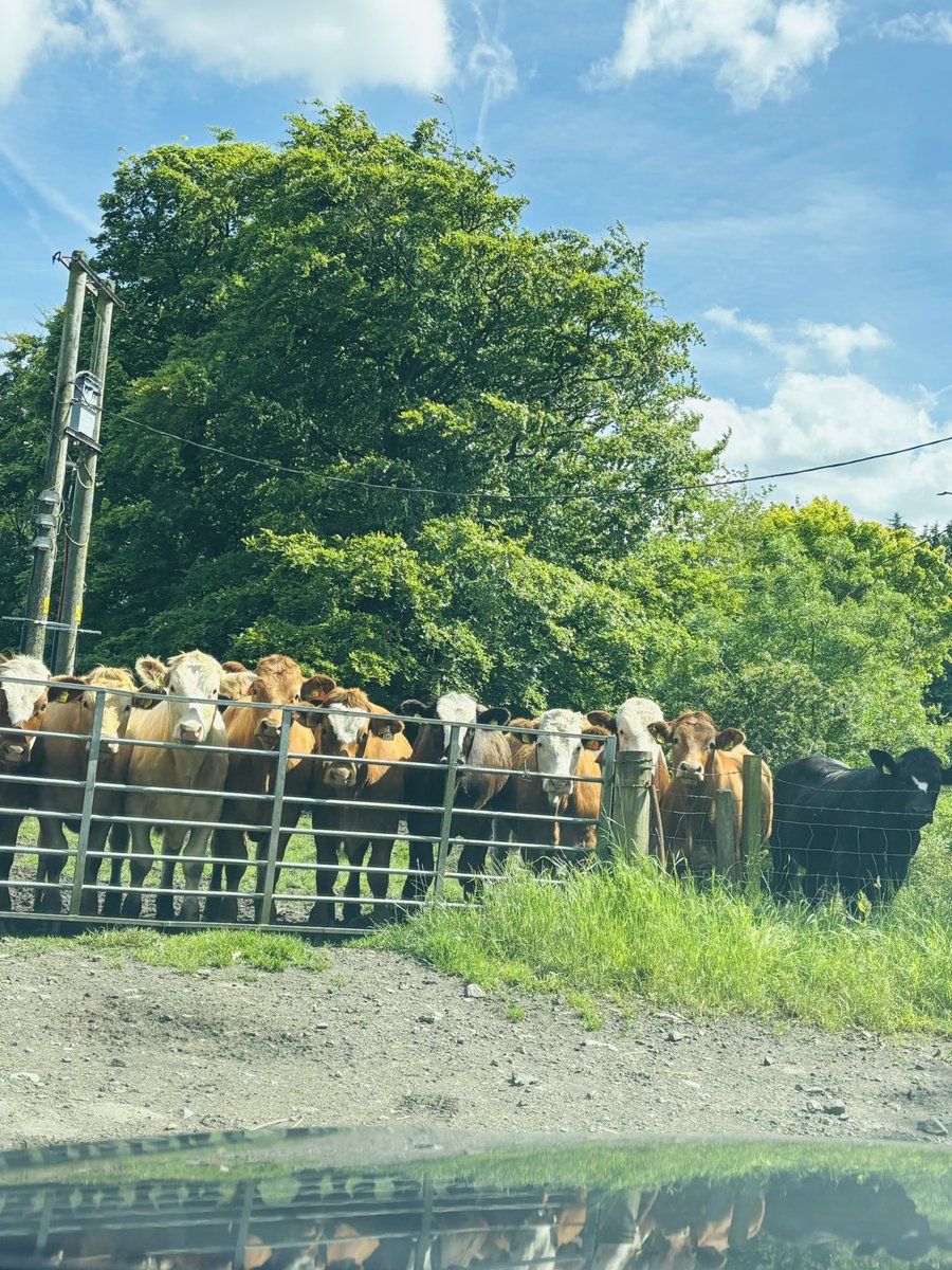 LadyBOSS tweet media