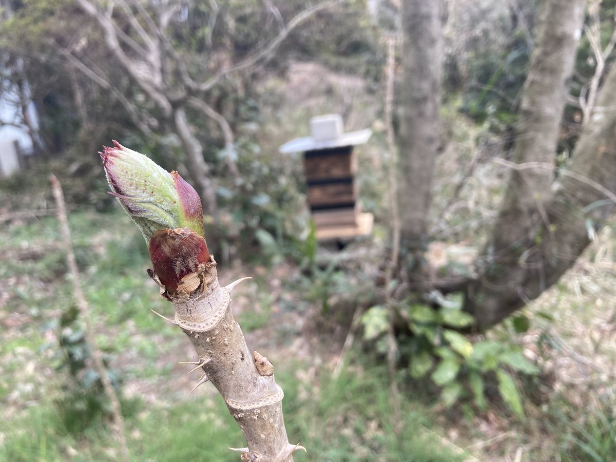 はらだみずき tweet media