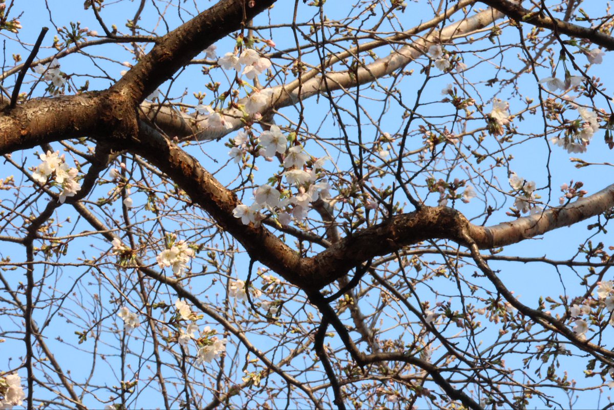 みっちゃん(平田ほの香推し） tweet media