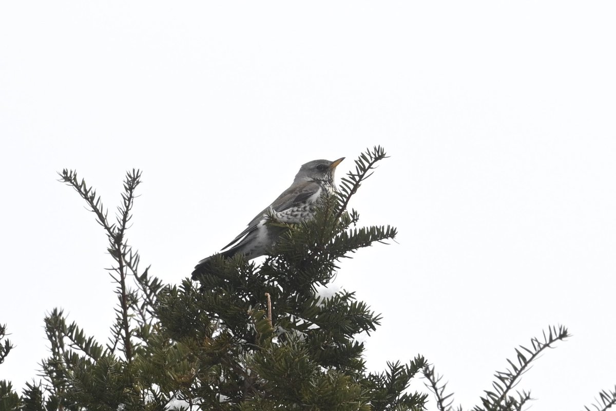 まーしぃ tweet media