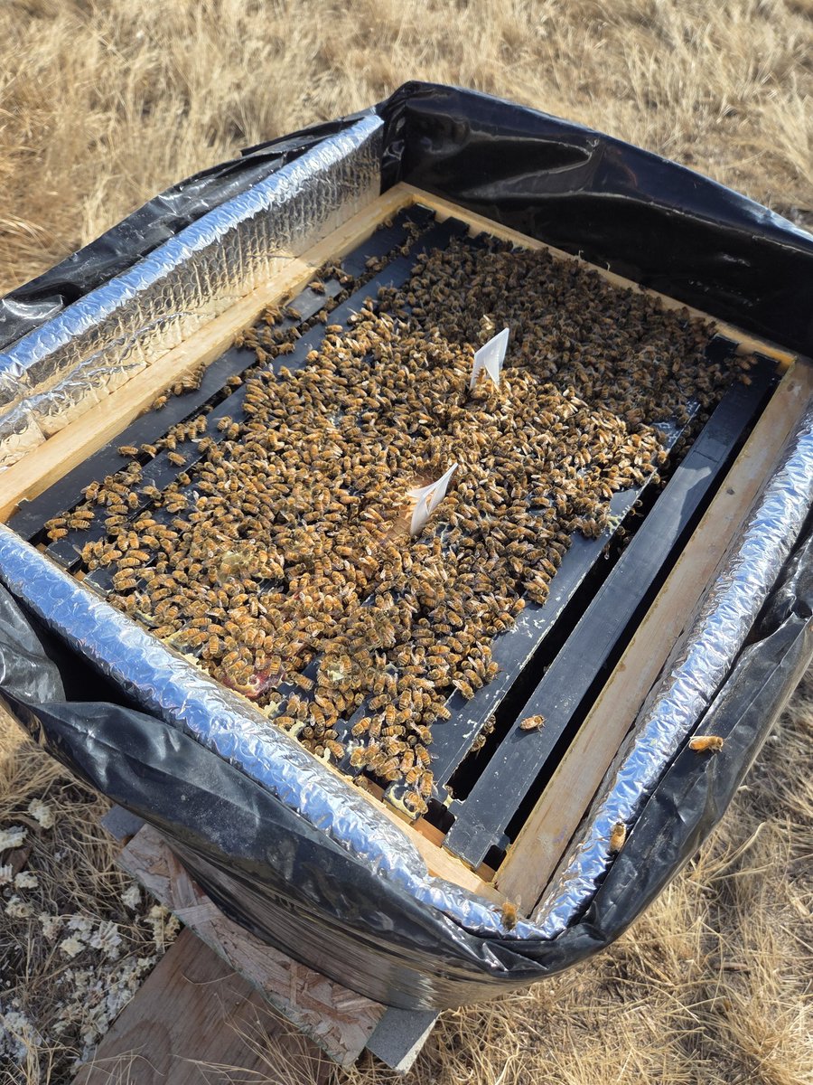 🇨🇦 Alice ~ Canadian Floozie🇨🇦 tweet media