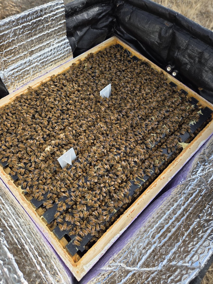 🇨🇦 Alice ~ Canadian Floozie🇨🇦 tweet media