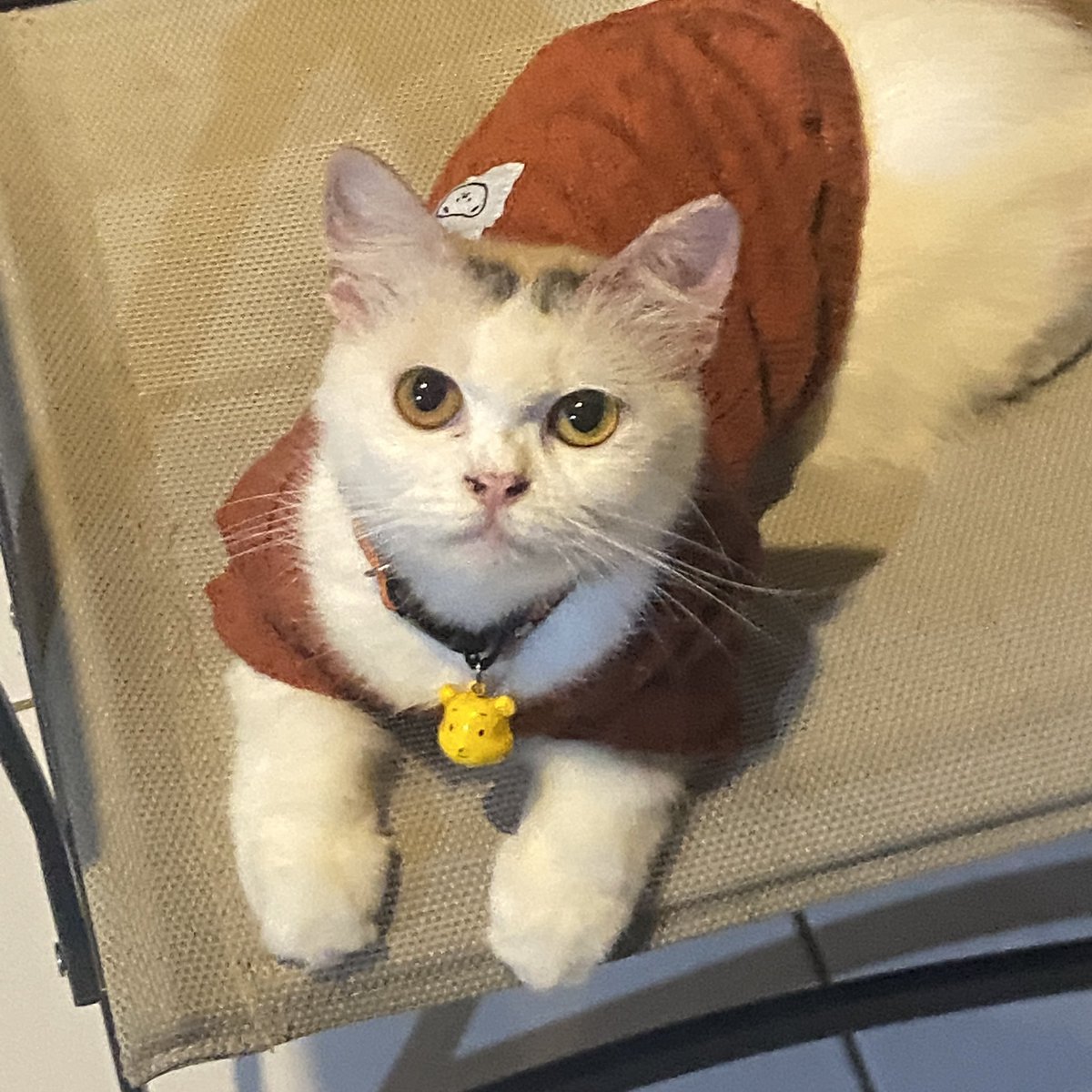 Kino Satoru tweet media