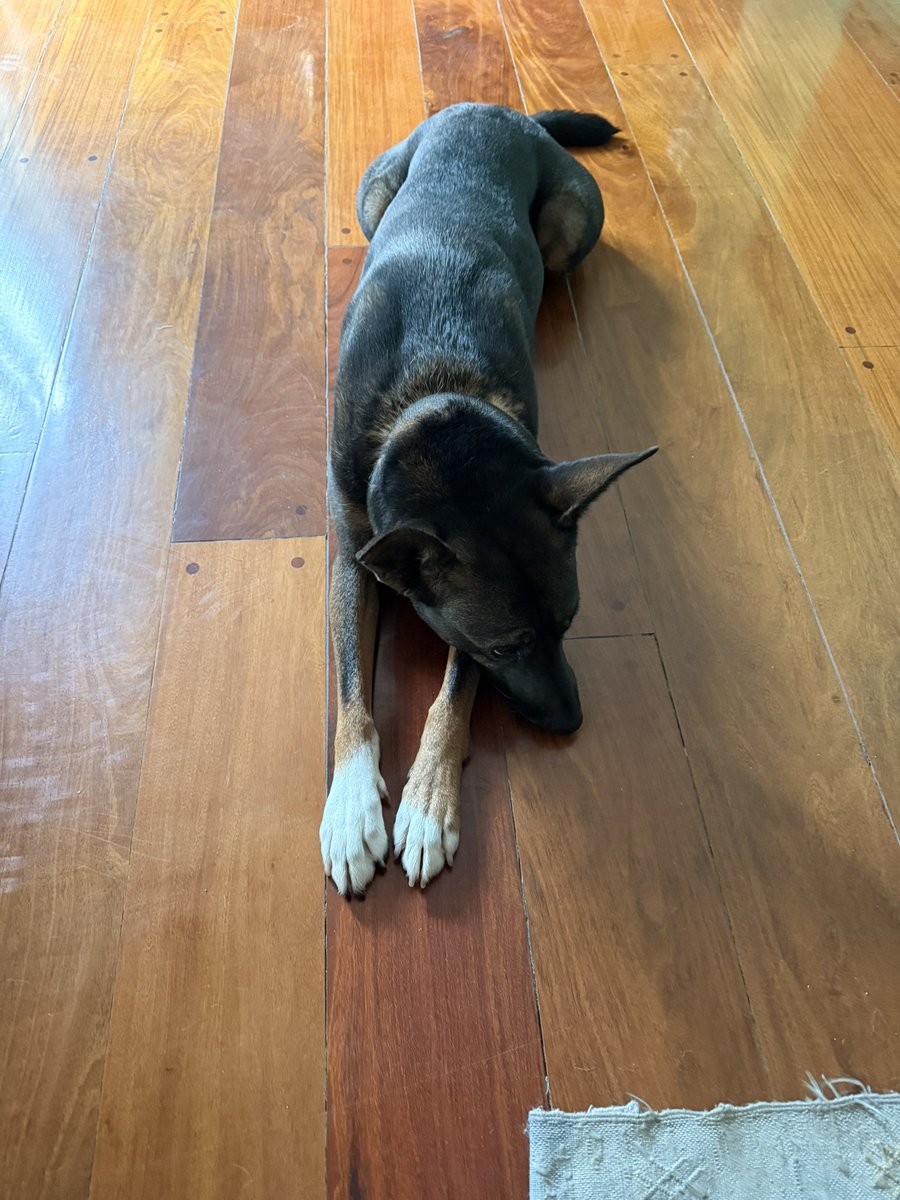 LaBitoria🍷🐶 tweet media