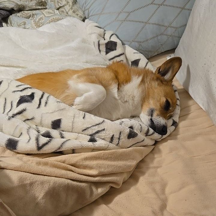 Peter Mitchell tweet media