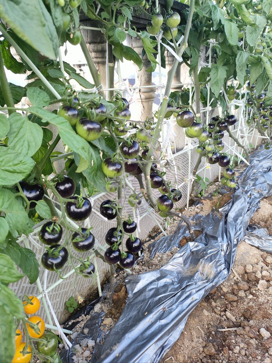 Teknodat tweet media