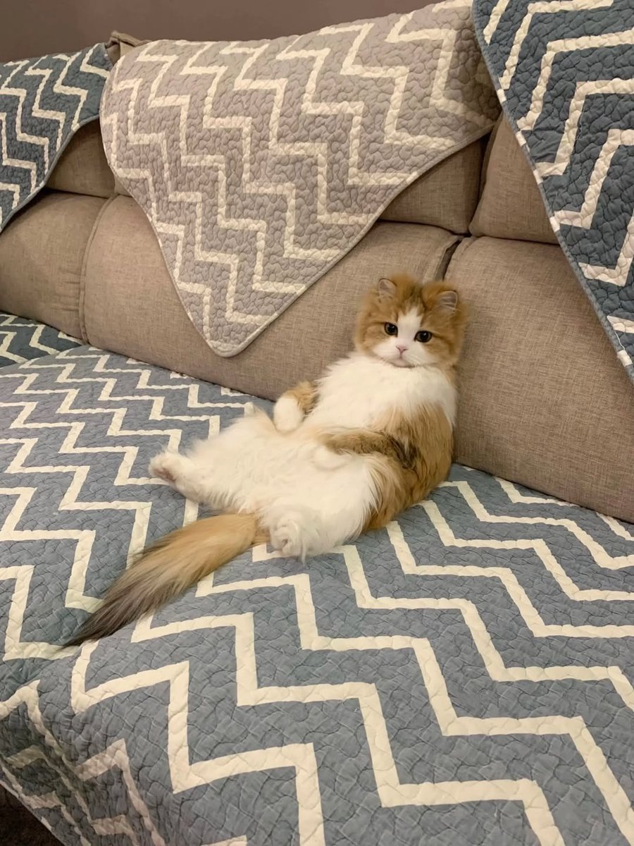 Purely Green tweet media