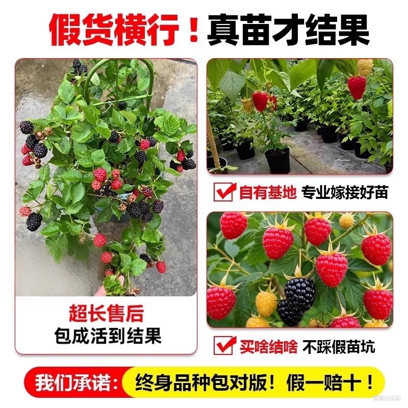 Purple Haze tweet media