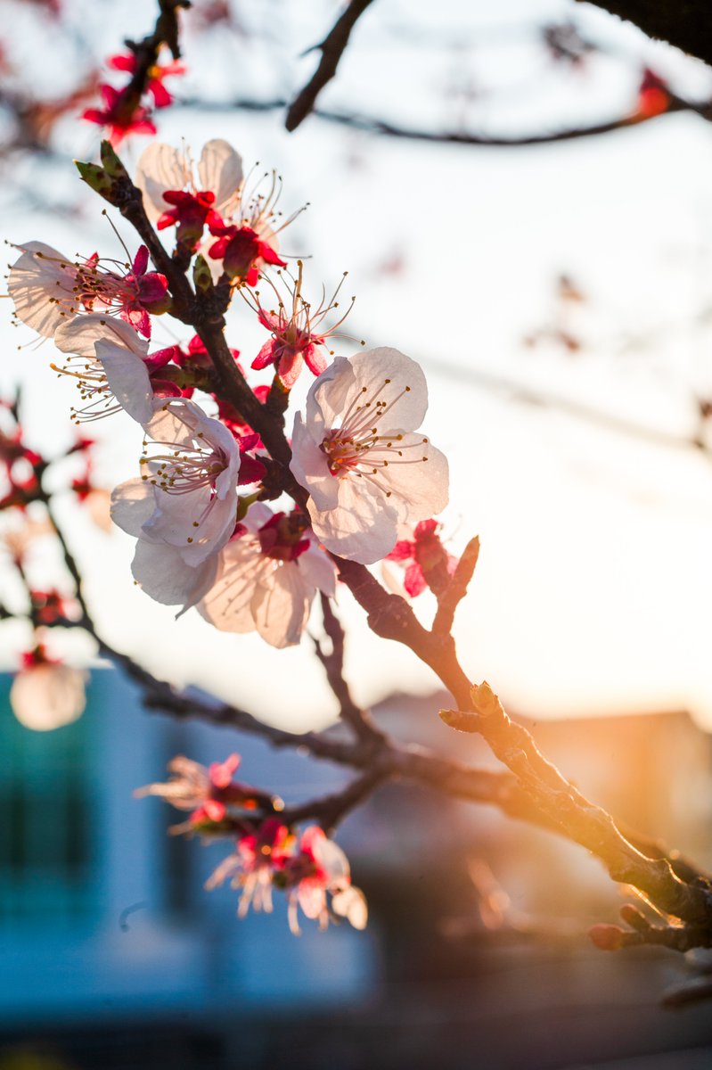 BarcaRosso's tweet photo. Backlit apricot blossoms, rendered with glass and light.
Nikon D4S × Zeiss Milvus 50mm f/2 — timeless tones.
#photography
#springvibes
#apricotblossom
#bokeh
#goldenhour
#backlight
#naturephotography
#nikon
#zeiss
#milvus
#50mm
#lightandshadow
#moodygrams
#visualpoetry https://t.co/NW4OF4suOw