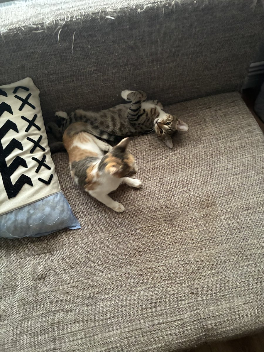 ALAN / FATAL #majinkisser9000🏳️‍⚧️🚯 tweet media