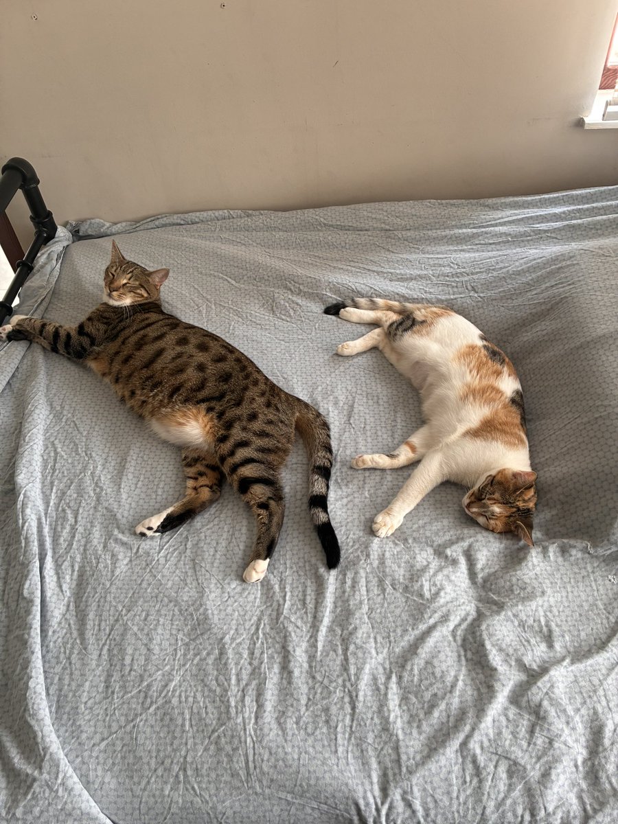 ALAN / FATAL #majinkisser9000🏳️‍⚧️🚯 tweet media