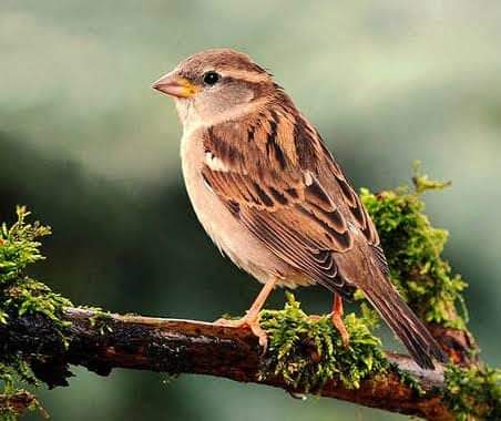NareshiR78404's tweet photo. चहचहाती गौरैया आपने कब से नहीं देखी ? आप व्यस्क हैं तो यकीनन बचपन याद आ जाएगा, यह घरों में आपके हमारे साथ ही अपना परिवार पालती थी । विश्व गोरैया दिवस🐦🐦🐦
चलो, एक छोटा सा कदम उठाएँ और गौरैया की चहचहाहट को लौटाएँ।
#WorldSparrowDay #विश्व_गौरैया_दिवस #SaveSparrows #NatureLove https://t.co/BNs08Kvra4