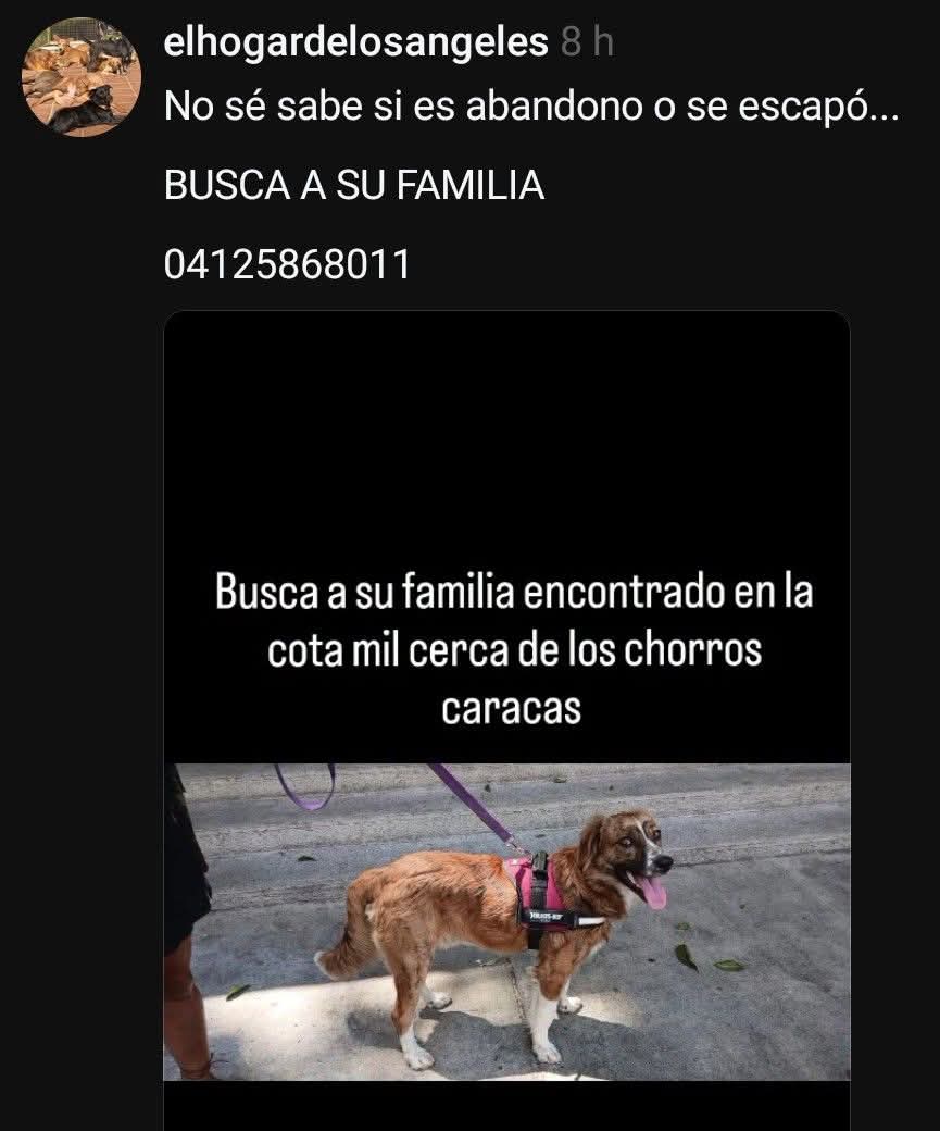 PerroUsuario's tweet photo. RP @neo999  Buscan a su familia, lo encontraron en la Cota Mil a la altura de los Chorros Caracas , Difundir #urgente https://t.co/ZcEiBImkdu