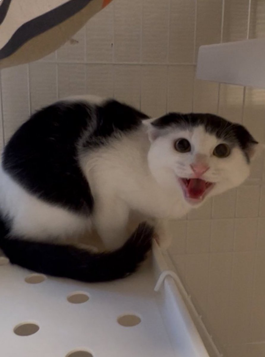 預かり中の子猫です。
ﾋﾄﾅﾚﾅﾝｶｼﾈｰｶﾗﾅ！！！