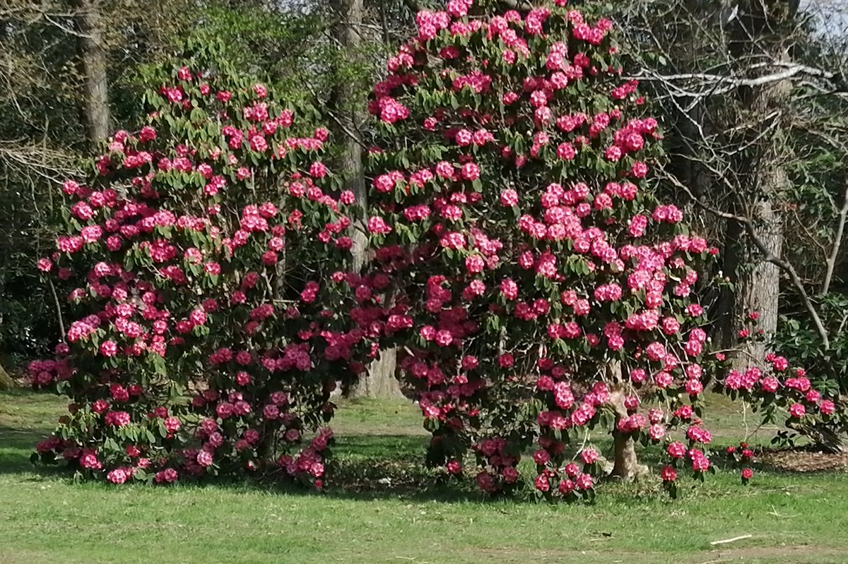 susan metcalfe tweet media