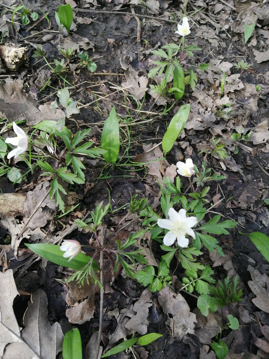 susan metcalfe tweet media