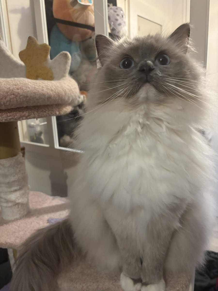 Cheese 🤍 & Curry 🖤 tweet media