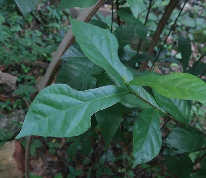 NoFlukePureSkill tweet media