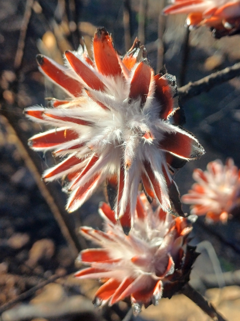 Bowie's Pa tweet media