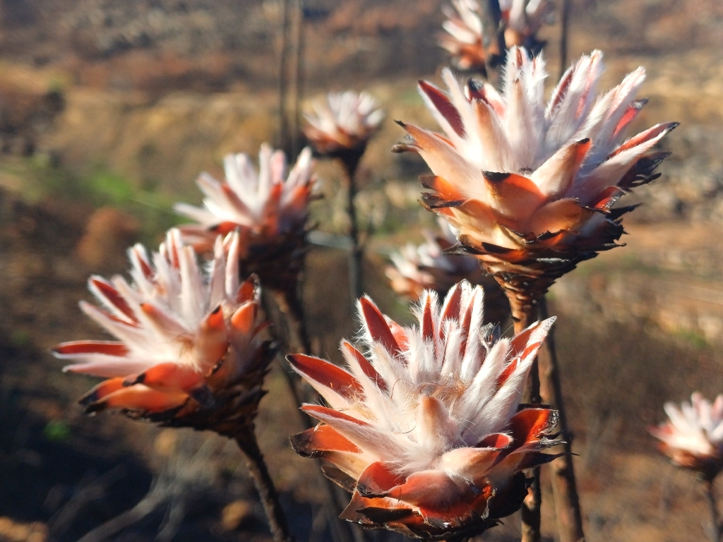 Bowie's Pa tweet media