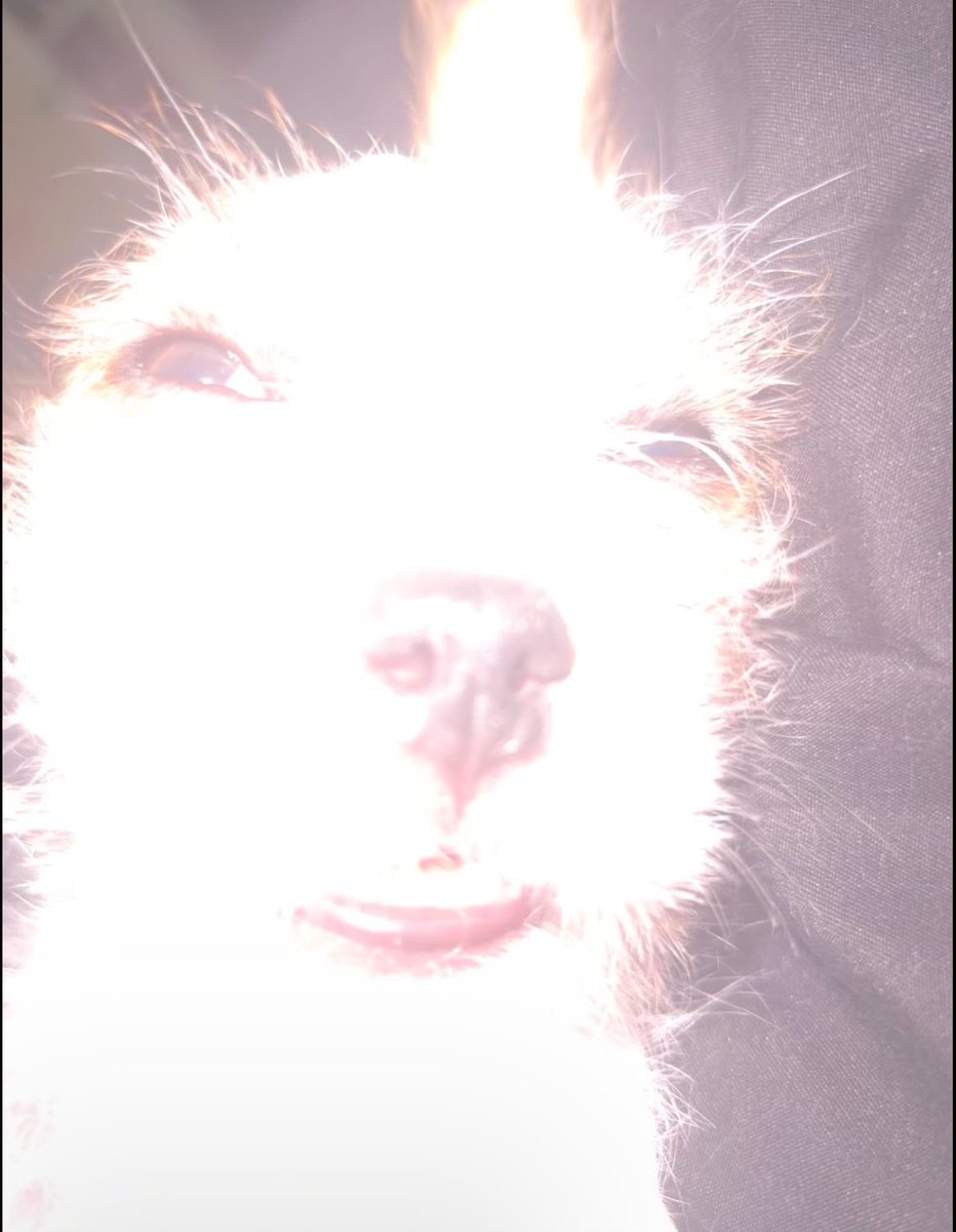 moni 🧚‍♀️ʳᵉ⁹ ˢᵖᵒⁱˡᵉʳˢ tweet media