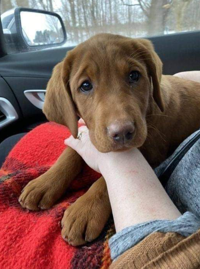 Best in Dogs tweet media