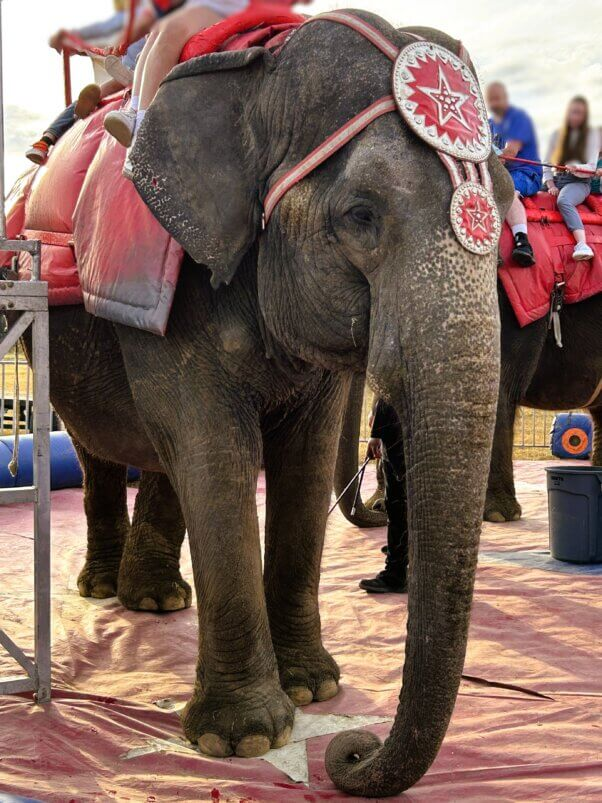 Save The Asian Elephants tweet media