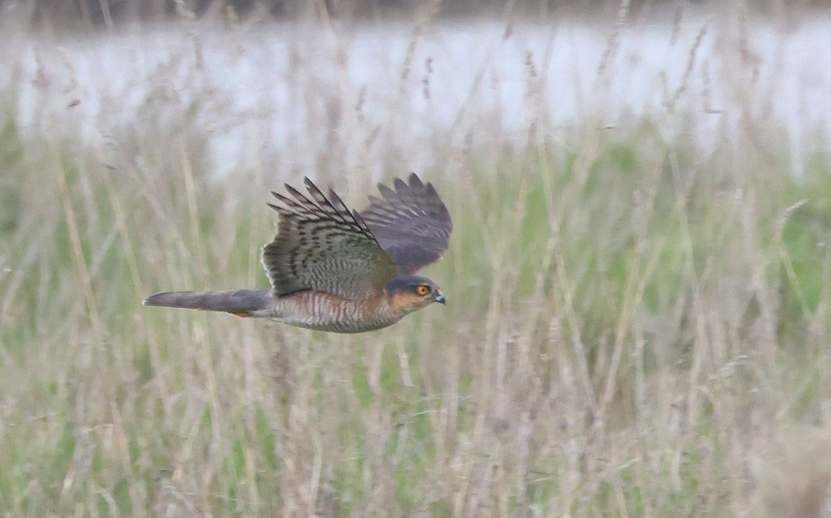 Stuart Fox tweet media