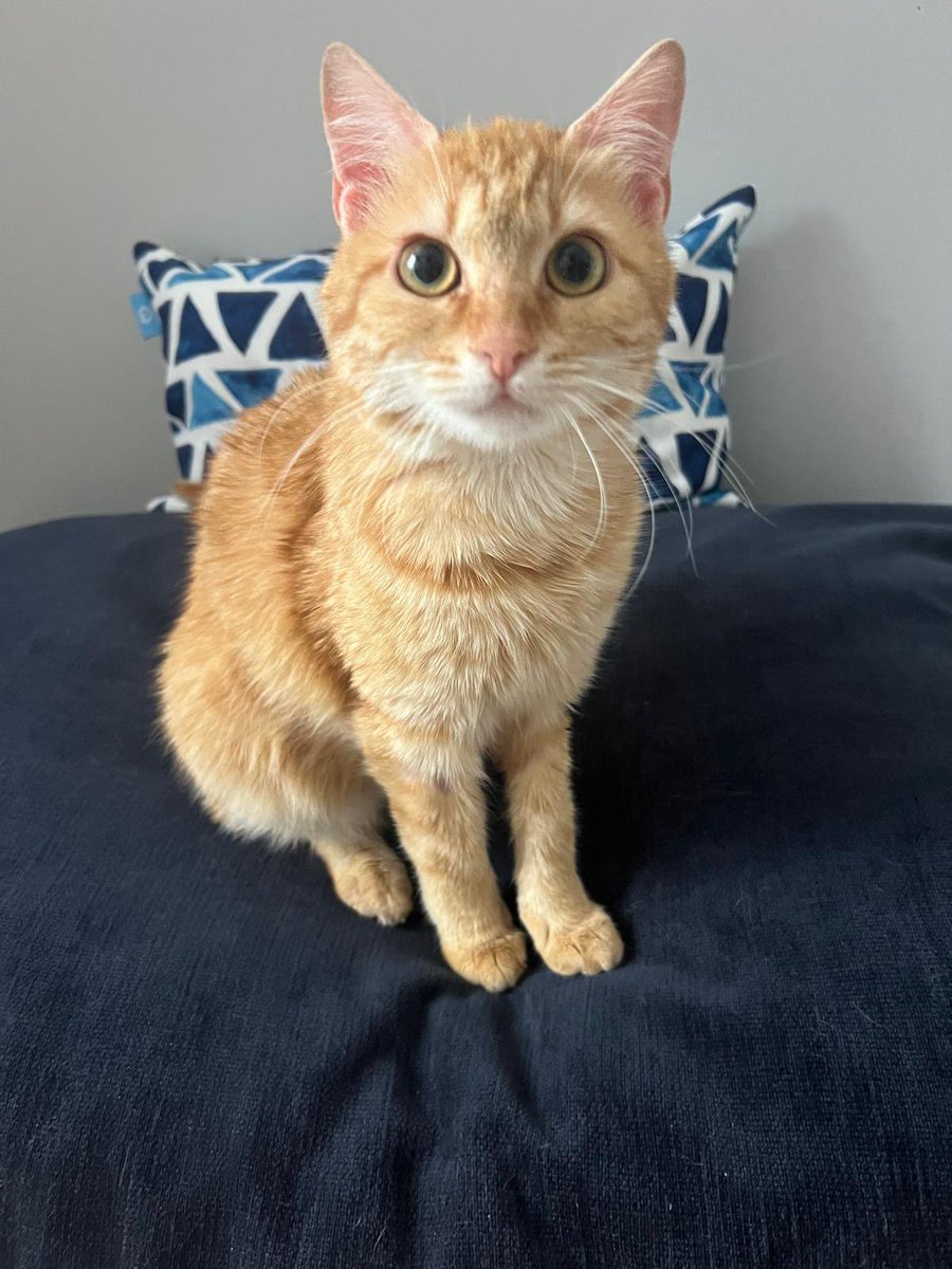 Bu kızın acilen yuvaya ihtiyacı var konum Konya 🚨 
Başına gelmeyen kalmadı bu güzel kızın sığındığı yurtta hamile haliyle istenmedi bebeklerini kaybetti.
O da yetmedi hastalandı tedavi gördü.
Şimdi turp gibi sadece yuvaya ihtiyacı var 🥹❤️ 
Nolur sokağa dönmesin üzerinde çok