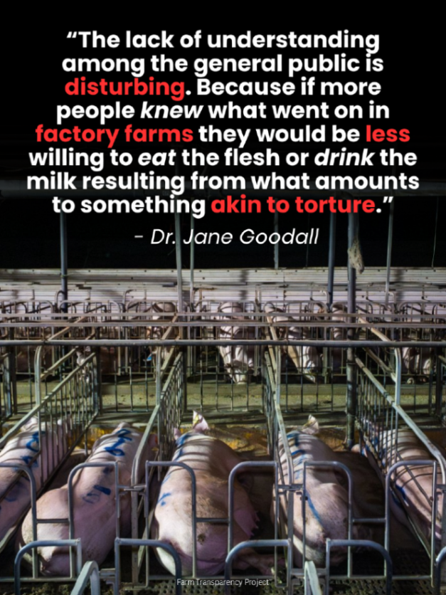 teamveganfta's tweet image. Do YOU know what really happens in factory farms? 👀

📸: farmtransparencyproject (IG)

#janegoodall #factoryfarming #pigs