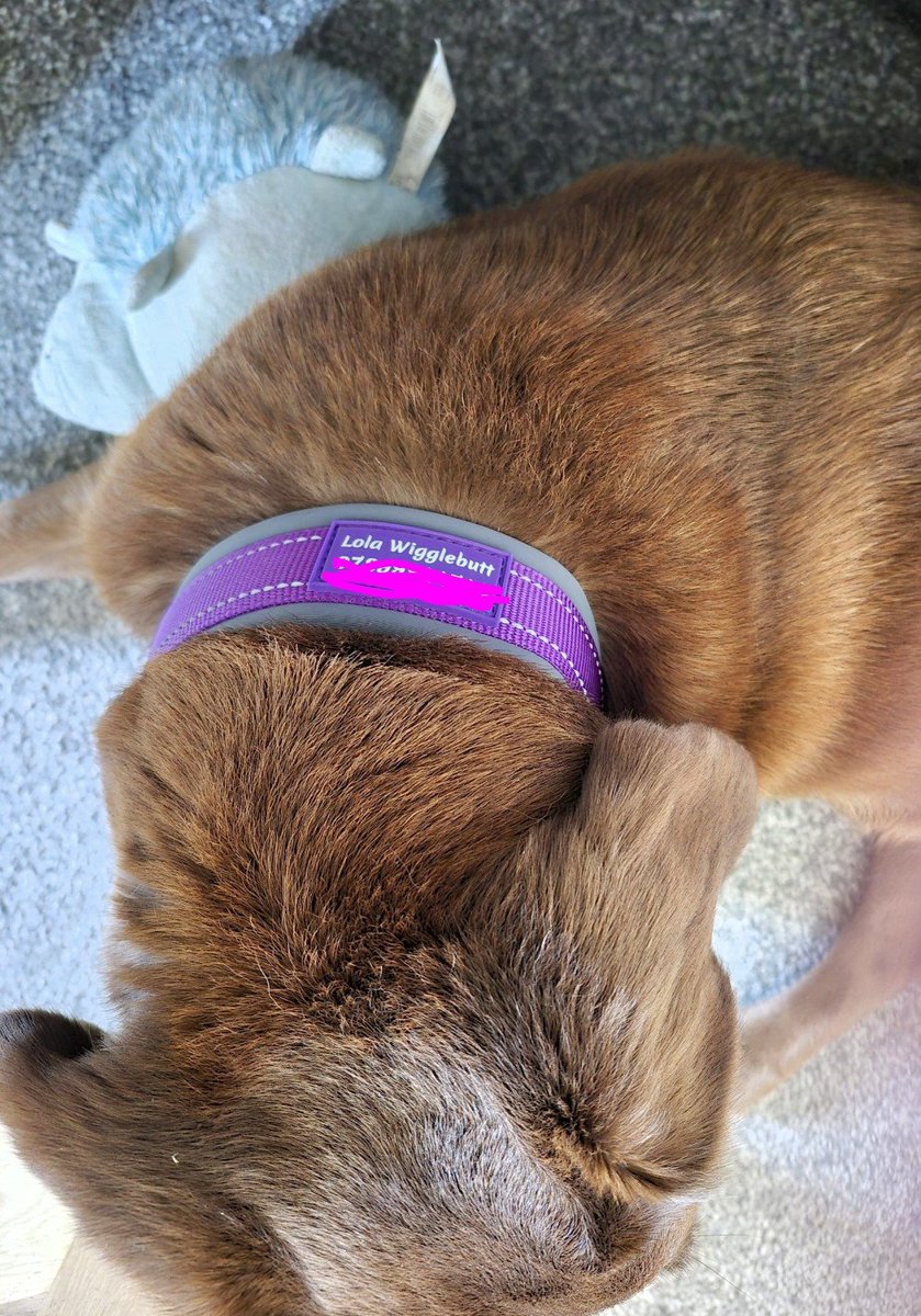 Lola Wigglebutt tweet media