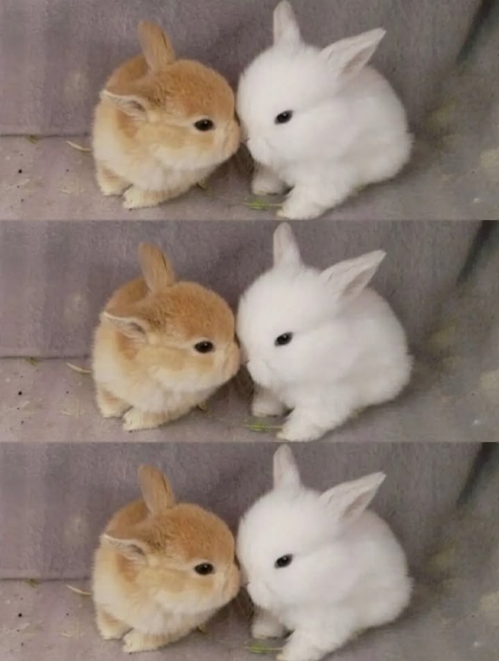 thepopularanimals tweet media