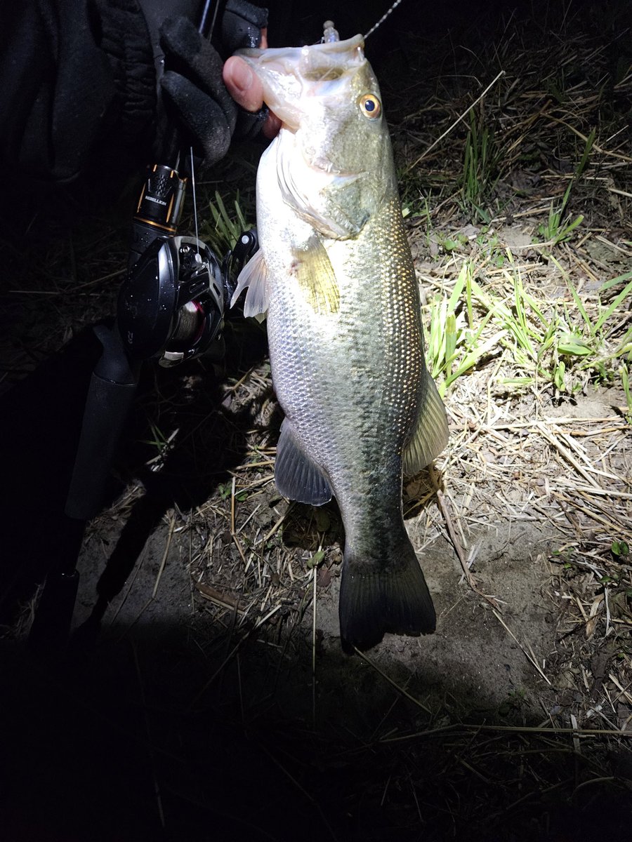 ぎんちゃん tweet media