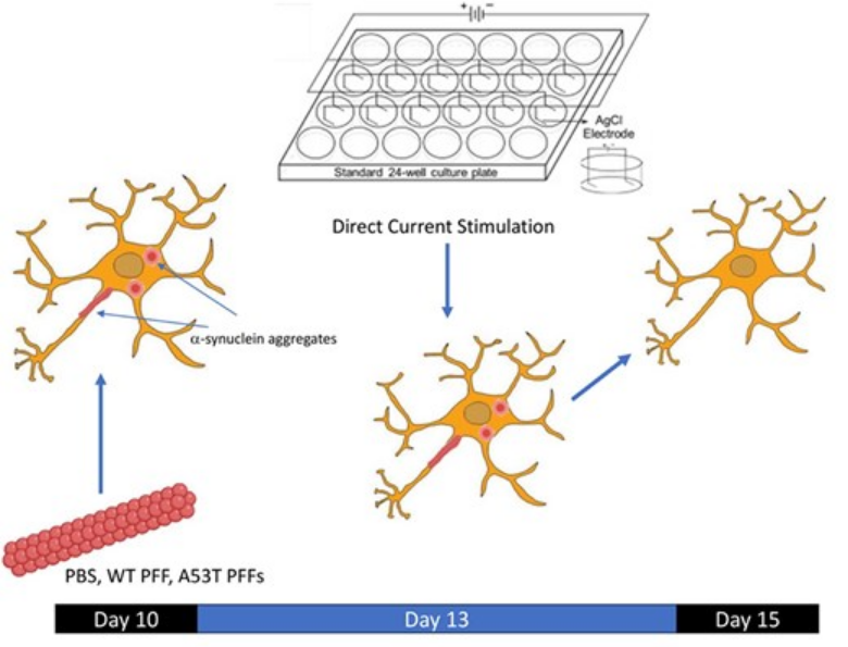 ScienceofPD's tweet photo. New data finds that direct current stimulation time dependently reduces alpha-synuclein accumulation (phosphorylated &amp; aggregate forms) within neurons &amp; increased neuronal viability; Implications for DBS in #Parkinsons?
https://t.co/yRfZOYhedC https://t.co/EWYbxAXGpV